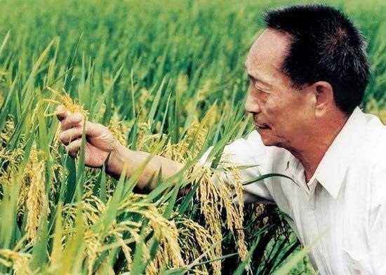 再创纪录！袁隆平超级稻高纬度实验亩产超1000公斤