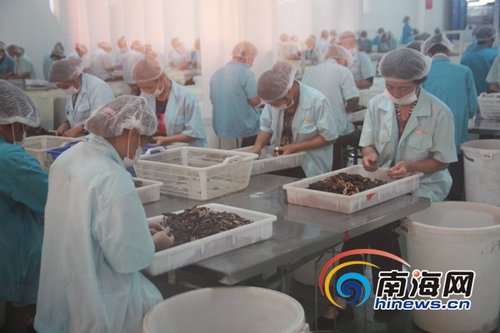 冬交会采风:万宁发展绿色槟榔深加工年销超亿