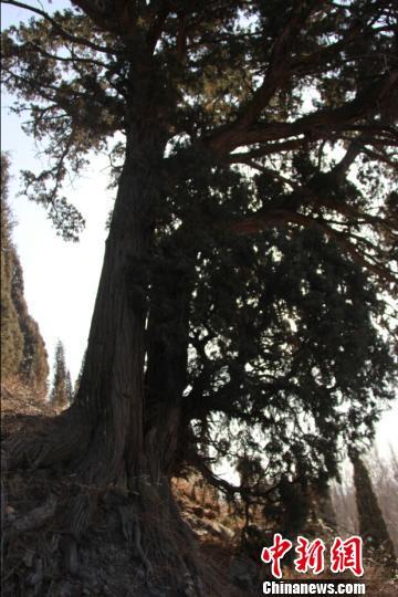 ̽�û�����һ�Ŷ���Ⱥ������䳬400�꣨ͼ��