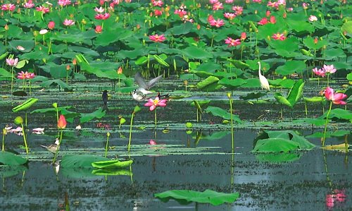 “生态湿地 美丽家园”洪湖湿地影展征稿启事