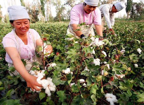 29团棉农采摘新棉_新闻_腾讯网