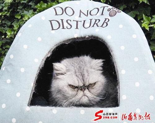 英国一猫咪整日怒容满面 主人难忍其坏脾气（图）