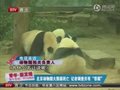 视频：动物园大熊猫死亡 工作人员不承认瞒报