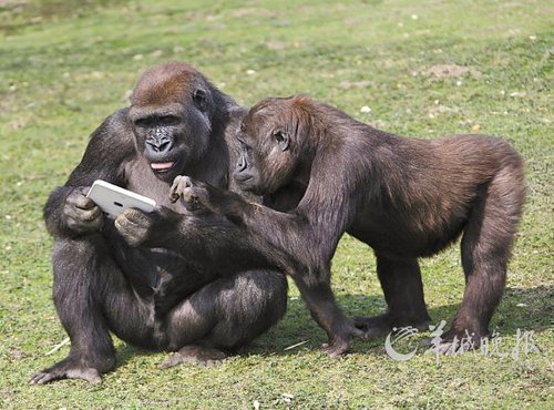 人类智商为何远远高于动物?_新闻_腾讯网