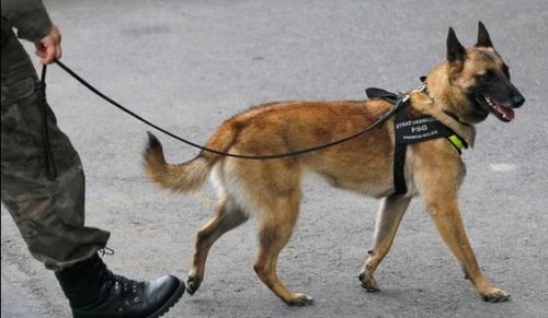 欧洲杯警犬专咬足球流氓睾丸 警察配备散弹枪