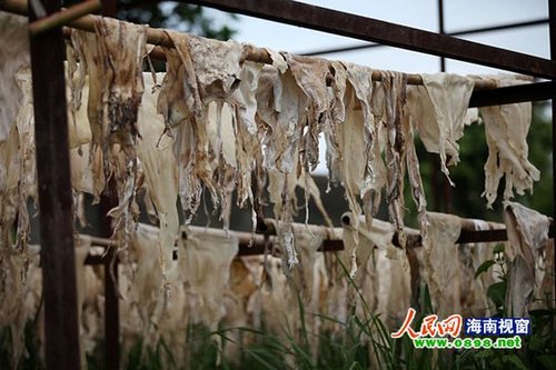 海口一污染加工厂生产“铬牛皮” 流向成疑(图)