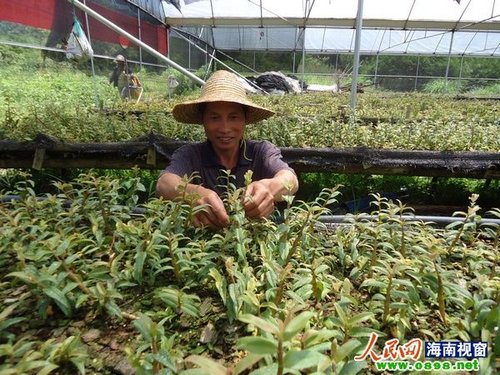 政府扶贫政策让琼中革命老区发展致富有了方向