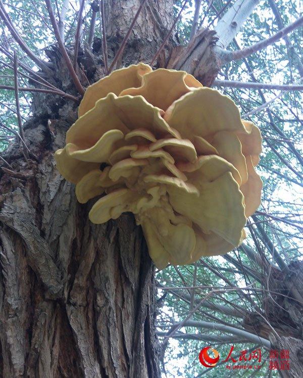 组图:新疆发现特大柳树菇 通体金黄芳香浓烈