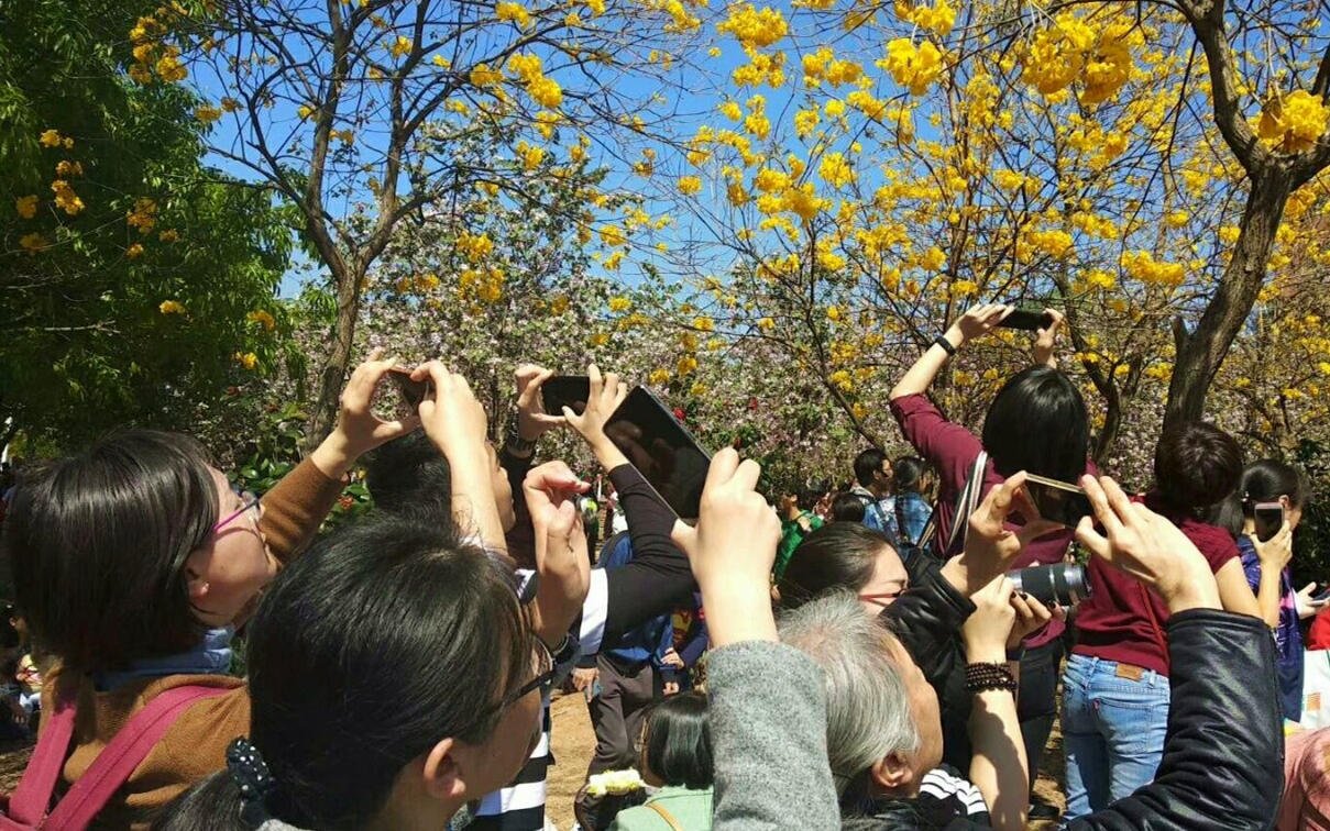 万人涌入大学校园赏花 学生吓得不敢出门