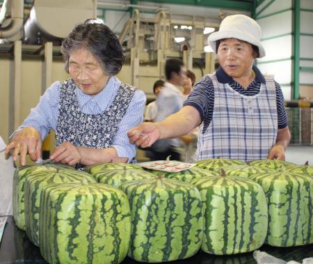 日本方形西瓜开始发售 每只合人民币500元