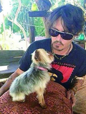 《加勒比海盗》主演德普带宠物狗入澳洲遭逐