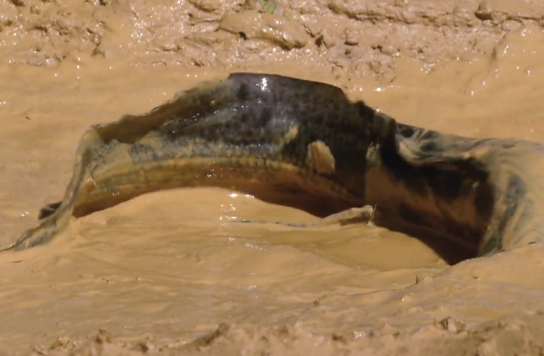 非洲肺鱼纪录片图片