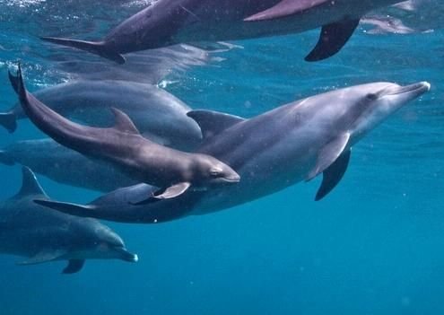 摄影师拍到疑似海豚和鲸鱼杂交幼仔