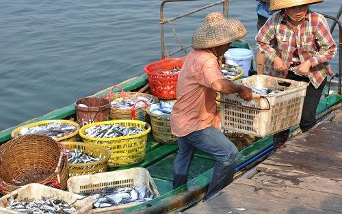 春暖花开好时节 琼海渔民出海归来鱼满舱[图]