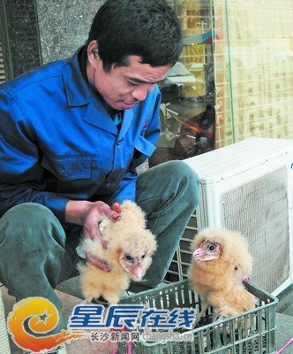 大瑶镇一山拾猴面鹰