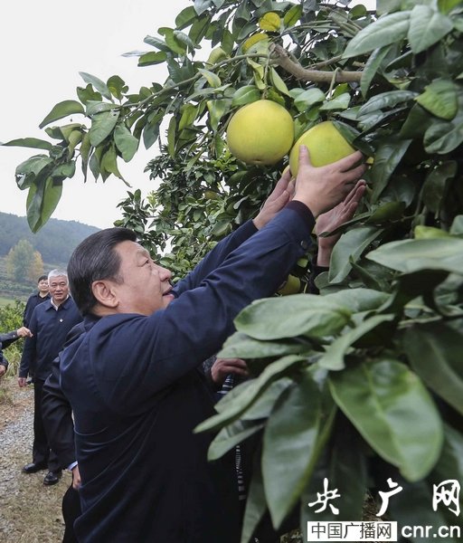 习近平湘西考察果园摘柚子---这是技术活啊
