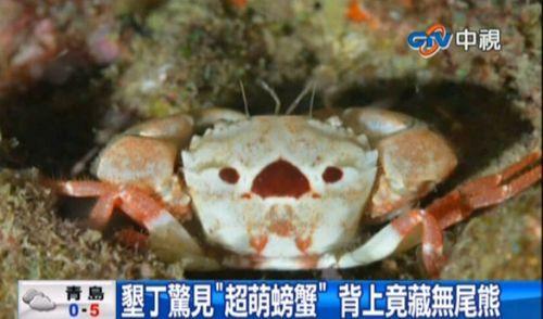 台湾垦丁现"超萌螃蟹 背上多了无尾熊