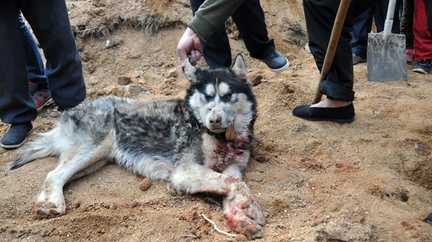 在山东抓到的“母狼”确实是哈士奇~~_南京萨摩耶之家_西祠胡同