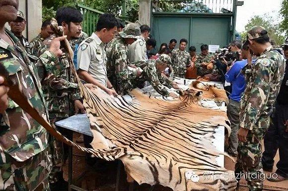 泰國虎廟黑幕大起底：你所以為的天堂，隻是一座巨大的“虎肉罐頭廠”