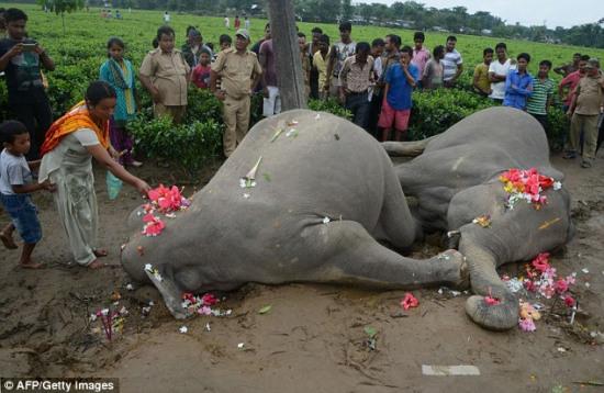 小象被电线缠住母象心急营救 双双触电身亡(图)