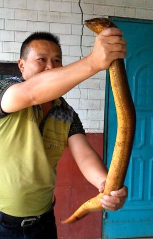 湖南农民挖出"巨型"黄鳝 长1米多重3斤(图)