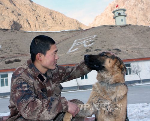 西藏高原军犬今年配发狗粮 不必再吃剩饭菜