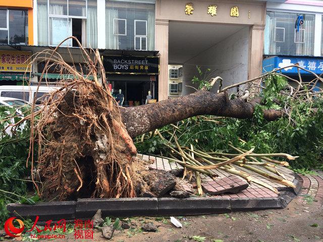 超强台风威马逊过后海口满目疮痍(图)