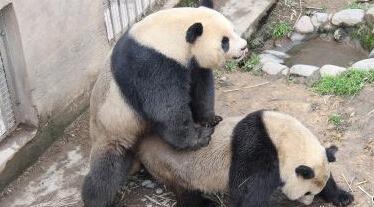 视频播放器格式不支持_熊猫多格式视频播放器_rm格式手机视频播放器