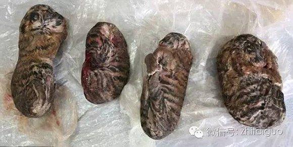 上面这种东西，是在越南查获的“冷冻幼虎”，没错，就是活生生冷冻的老虎幼崽，用来当药材吃的。