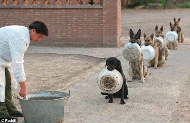 警犬排队吃饭图片