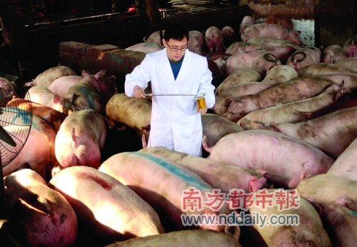 河南瘦肉精猪患是散户惹的祸?