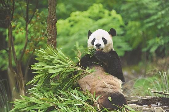 海归大熊猫“泰山”迎11岁生日 有望今年当父亲_新闻_腾讯网