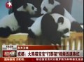 视频：成都大熊猫宝宝“打群架”视频迅速串红