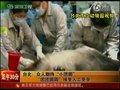 视频：赠台大熊猫接受人工受孕录像公布