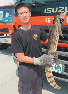 台南一水沟现1米长鳄鱼 消防员抓到说可爱