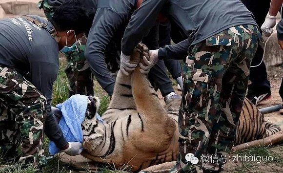 2009年，英國人沃頓在亞洲各國旅行時在老虎廟工作了一段時間，一隻名叫“伊薩拉”的雌性老虎突然有一天消失了。6個月後，伊薩拉回來了，不過變成了一頭雄虎。