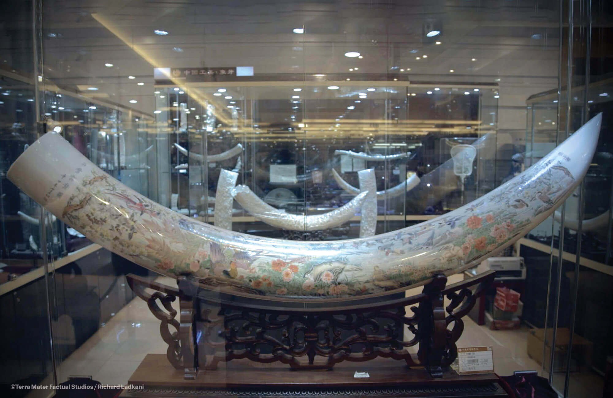 北京象牙工艺品店里陈列的象牙。 北京象牙工艺品店里陈列的象牙。