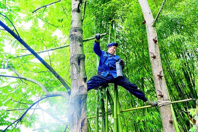 73岁老人深山割漆62年：两步从树上飞到另一棵