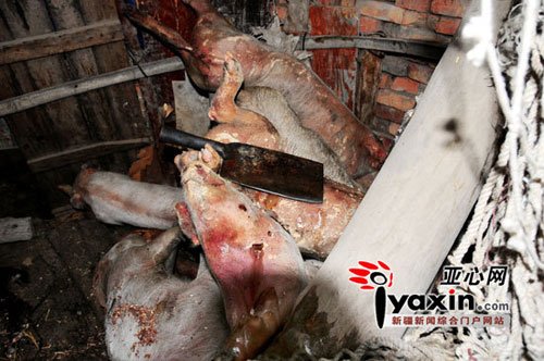 死畜加工黑窝点用有毒沥青拔毛 男子举报无下文