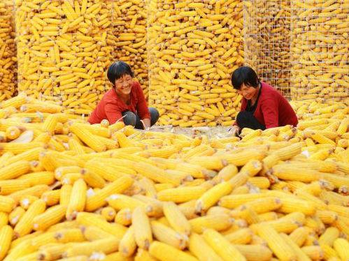 英媒：中国取消玉米收储 投资者建仓赌价格下跌