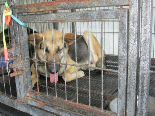 怀孕德国牧羊犬遭遗弃 海口市小动物协会盼领