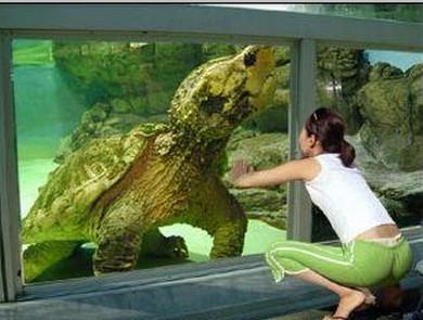 美国巨型钓到生物笔画大全图片表情包大全简画图片的小人鳄龟属最古老男子(图)图片