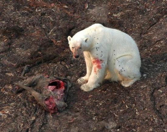 研究称受全球变暖影响北极熊觅食转向陆地(图)