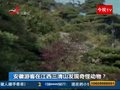 视频：目击者讲述发现三清山疑似老虎过程