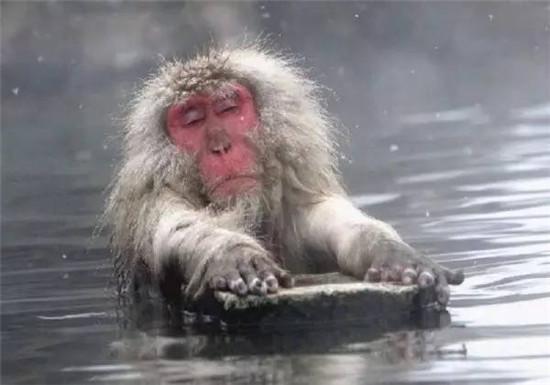 新年和猴子一起去泡日本温泉