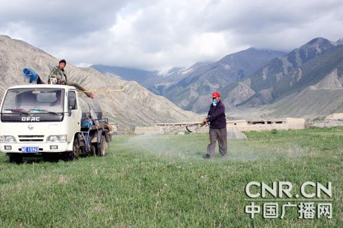 新疆精河县暴发蝗虫灾害 8万多亩牧场受灾