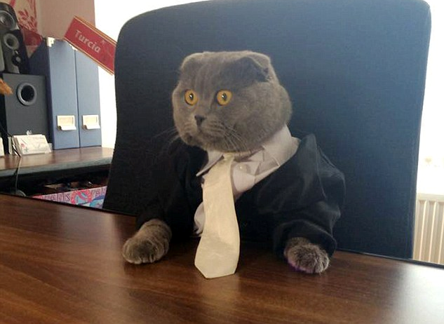罗马尼亚一公司聘用慵懒猫咪做通讯部主管
