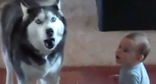 狗狗和宝宝表演二重唱 视频走红网络(图)