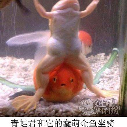新闻哥吐槽:小伙凌晨翻窗入室,竟趁心仪女孩如厕时强行表白!活该你单身! 新闻哥吐槽:小伙凌晨翻窗入室,竟趁心仪女孩如厕时强行表白!活该你单身!图片