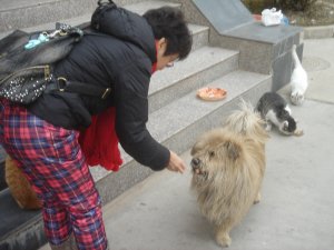 小狗被大学生主人丢弃后在校园内苦等1年(图)